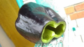 Фиолетовые болгарские перцы явно не дозрели. На фото модель 'клякса', много лет 'дозревает' на огороде.