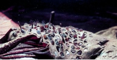 6,8 остальное не зацепило так что бы сильно, есть куда более неприятные картинки той же пипы.