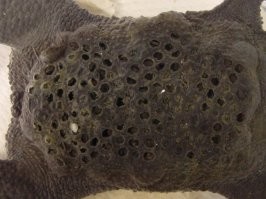 6,8 остальное не зацепило так что бы сильно, есть куда более неприятные картинки той же пипы.