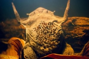 6,8 остальное не зацепило так что бы сильно, есть куда более неприятные картинки той же пипы.