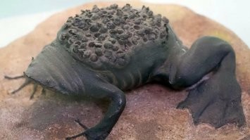 6,8 остальное не зацепило так что бы сильно, есть куда более неприятные картинки той же пипы.