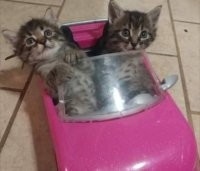 Слышь, кОтись с проезжей части!..