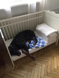 Дочка с зятем и внуком переехали, наш пёс грустит об отсутствии "маленького хозяина".