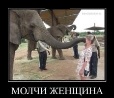 Встреча со слоном приняла неожиданный поворот