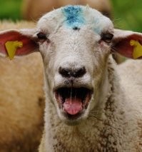 9 сентября 1913 г