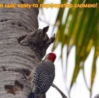 25 харизматичных птиц, познавших эту жизнь