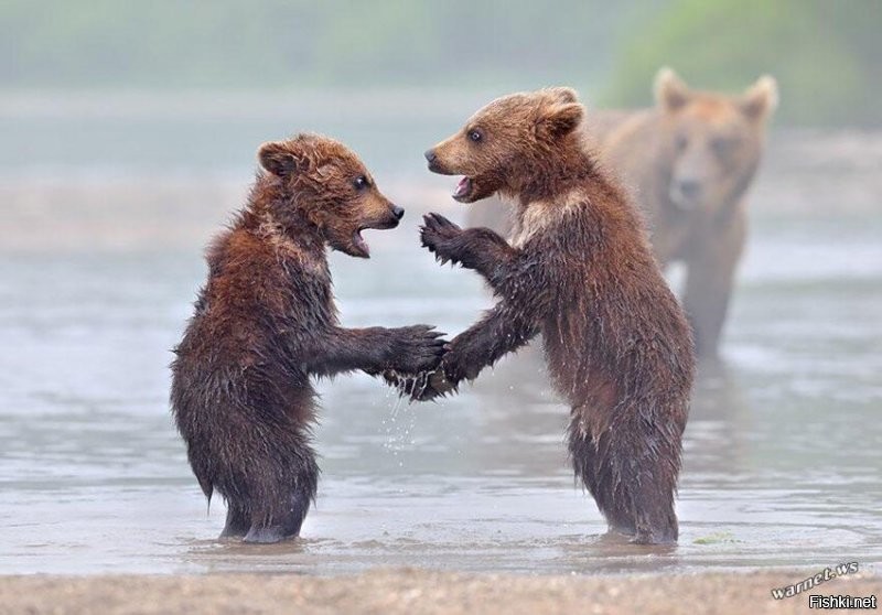 Вы кто такие?! Неожиданная встреча грибников с медведем