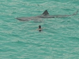 Мне даже открывать не надо, я неплохо разбираюсь в акулах. 
В сети большая часть фото гигантской - с открытой пастью, что искажает восприятие ее форм. 
Фото без открытой пасти мало, поэтому Вам и кажется, что это большая белая, но нет, это гигантская. 
На фото, которые я прикладываю - гигантская ( и там, и там). Они реально похожи с большой белой (плавники, структура тела и проч.), поэтому по короткому видео / фото, Вы могли ошибиться. Но в видео именно гигантская.
Тут отличия не только внешне, я еще вижу "язык тела" - у большой белой, другие движения, другая моторика...