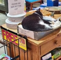 Абсолютно невыполнимая просьба.  

"Пожалуйста, не гладьте кошку".