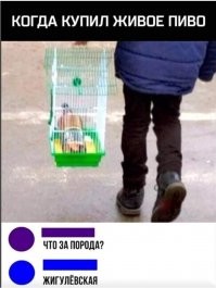 Это не жигулёвское. Знатоки блин...