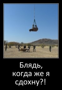 <<< экспериментальное определение, безопаснее ли перевозить летающего носорога вверх ногами >>>