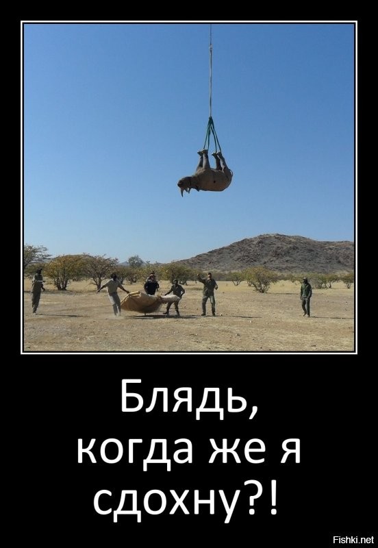 <<< экспериментальное определение, безопаснее ли перевозить летающего носорога вверх ногами >>>