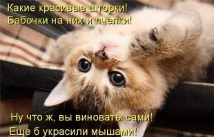 Ироничный обзоров на кошек