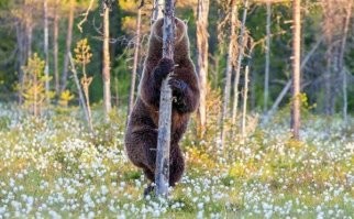 Вы кто такие?! Неожиданная встреча грибников с медведем