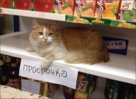 Котейки, которые нагло оккупировали магазины - и не собираются уходить