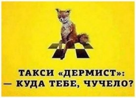 Комменты отжигают: веселые пользовательские перлы