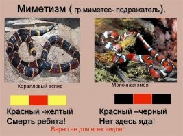 Аспид и синалойская молочная змея.

Считается, что сочетание красных и желтых полосок -  ядовитая, красных и черных - неядовитая змея. Верно не для всех видов, поэтому любоваться лучше издали.