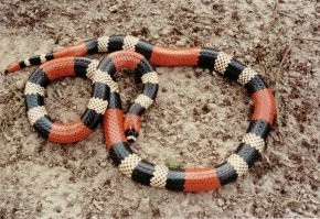 Аспид и синалойская молочная змея.

Считается, что сочетание красных и желтых полосок -  ядовитая, красных и черных - неядовитая змея. Верно не для всех видов, поэтому любоваться лучше издали.