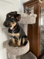 Вангую: ща он зевнёт, а потом даст пёселю по уху. )))