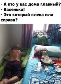 15 котов, которые давно дали понять владельцам, кто в&nbsp;доме хозяин