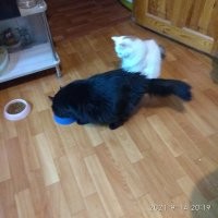 Ну да. Миски две. Но отогнать кота - дело чести.