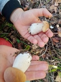 За пару часов на выходных, не напрягаясь. Опята можно косить с деревьев.