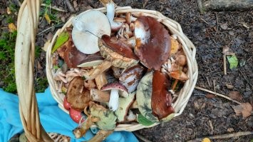 За пару часов на выходных, не напрягаясь. Опята можно косить с деревьев.