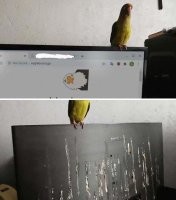 Попугаи  иногда милашки, а иногда наглецы