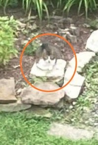 22 снимка, которые сбивают с толку с первого взгляда