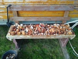 Грибник нашёл в лесу забронированные кем-то грибы