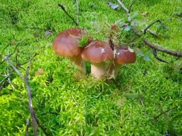 полчаса..... наверно год такой, обычно поменьше