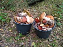 полчаса..... наверно год такой, обычно поменьше