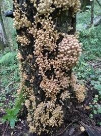 полчаса..... наверно год такой, обычно поменьше