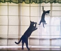 Наши шерстяные хулиганы :)