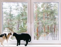 Наши шерстяные хулиганы :)