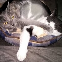 Наши шерстяные хулиганы :)