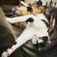 Наши шерстяные хулиганы :)