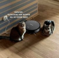 15 котов, которые давно дали понять владельцам, кто в&nbsp;доме хозяин