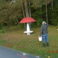 Грибник нашёл в лесу забронированные кем-то грибы