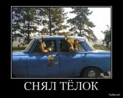 Конокрад умудрился уместить живую лошадь на заднем сидении легковушки