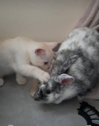 У нас тоже двое