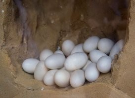 А яйца то на берегу