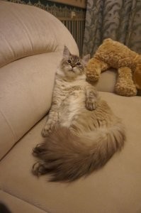 Не мечтайте! Зайдите на Авито, и не гонитесь за родословной. Первого невака я увидала на выставке, где влюбилась в эту породу. Договорились с заводчицей, купила за 25 тысяч. А он умер… Хотя были все прививки, но котенок изначально был больной. Шерстка постоянно грязная, что для котят этой породы не норма, подолгу сидел на горшке – проблема с почками…
Это второй, которого приобрела за 2.5 тысячи. К слову, были предложения вообще даром, т.к. люди не хотели возиться с котятами, но мы тогда уехали в отпуск. Котенка отдали очень маленького, на первой фотке ему еще только месяц, буквально выкармливали из соски. Поначалу были проблемы, постоянно поносил и писал везде. Очень рано отняли от матери, котят надо брать, когда им более 2 месяцев. Еще мерз, поэтому подкладывали в коробочку бутылку с теплой водой. В корм добавляли рисовый отвар… Сейчас очень умненький, ходит только в кювету, когти точит только о когтеточку, со старшим подружились, но было время воевали)))
Классная порода! Хвост – как у белки)))