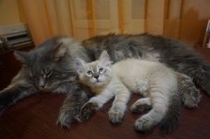 Мои хулиганы. Мелкий рос... рос... и вырос)