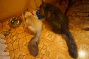 Не мечтайте! Зайдите на Авито, и не гонитесь за родословной. Первого невака я увидала на выставке, где влюбилась в эту породу. Договорились с заводчицей, купила за 25 тысяч. А он умер… Хотя были все прививки, но котенок изначально был больной. Шерстка постоянно грязная, что для котят этой породы не норма, подолгу сидел на горшке – проблема с почками…
Это второй, которого приобрела за 2.5 тысячи. К слову, были предложения вообще даром, т.к. люди не хотели возиться с котятами, но мы тогда уехали в отпуск. Котенка отдали очень маленького, на первой фотке ему еще только месяц, буквально выкармливали из соски. Поначалу были проблемы, постоянно поносил и писал везде. Очень рано отняли от матери, котят надо брать, когда им более 2 месяцев. Еще мерз, поэтому подкладывали в коробочку бутылку с теплой водой. В корм добавляли рисовый отвар… Сейчас очень умненький, ходит только в кювету, когти точит только о когтеточку, со старшим подружились, но было время воевали)))
Классная порода! Хвост – как у белки)))