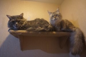 Мои хулиганы. Мелкий рос... рос... и вырос)