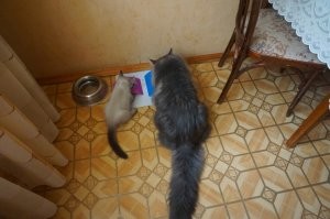 Не мечтайте! Зайдите на Авито, и не гонитесь за родословной. Первого невака я увидала на выставке, где влюбилась в эту породу. Договорились с заводчицей, купила за 25 тысяч. А он умер… Хотя были все прививки, но котенок изначально был больной. Шерстка постоянно грязная, что для котят этой породы не норма, подолгу сидел на горшке – проблема с почками…
Это второй, которого приобрела за 2.5 тысячи. К слову, были предложения вообще даром, т.к. люди не хотели возиться с котятами, но мы тогда уехали в отпуск. Котенка отдали очень маленького, на первой фотке ему еще только месяц, буквально выкармливали из соски. Поначалу были проблемы, постоянно поносил и писал везде. Очень рано отняли от матери, котят надо брать, когда им более 2 месяцев. Еще мерз, поэтому подкладывали в коробочку бутылку с теплой водой. В корм добавляли рисовый отвар… Сейчас очень умненький, ходит только в кювету, когти точит только о когтеточку, со старшим подружились, но было время воевали)))
Классная порода! Хвост – как у белки)))