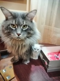 Мои хулиганы. Мелкий рос... рос... и вырос)