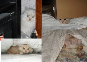 Мои. Кот прячется просто так, пёс - когда кот достаёт.