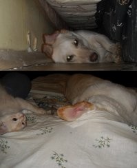 Мои. Кот прячется просто так, пёс - когда кот достаёт.